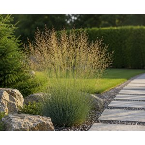 Bezkolenec modrý (Molinia caerulea) ‘EDITH DUDSZUS’ -kont. C1,5L